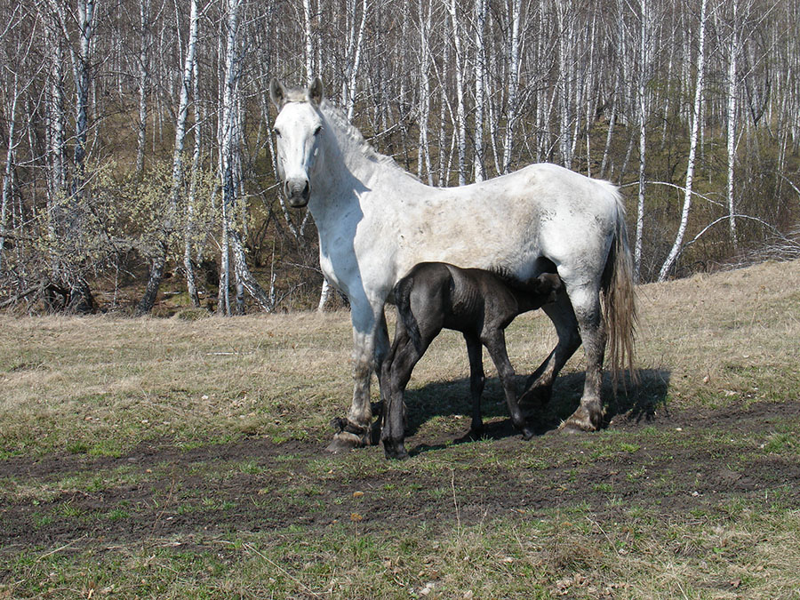 Природа Агульской заимки