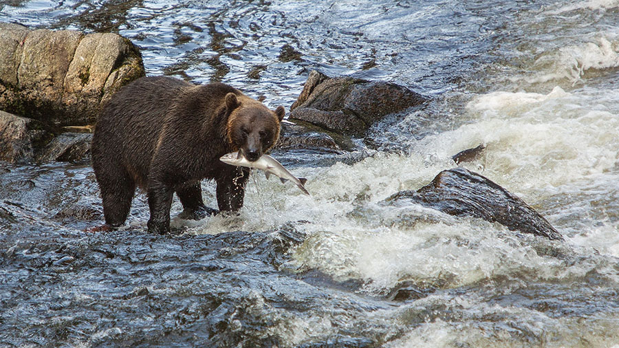 Медведь на рыбалке